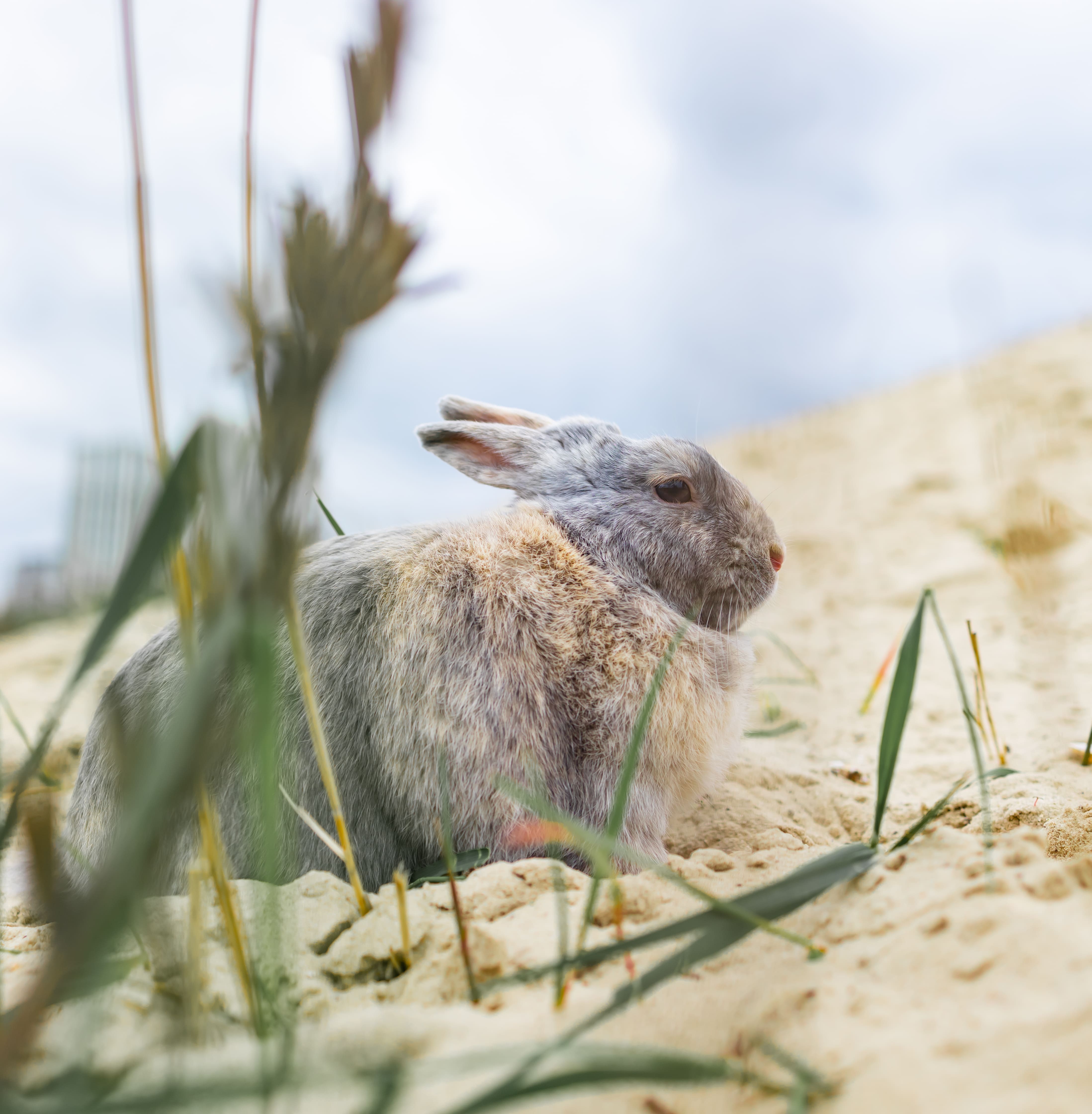 rabbit-close-up-lies-sideways-on-the-sand-near-the-2023-11-27-05-23-32-utc (1) (1)