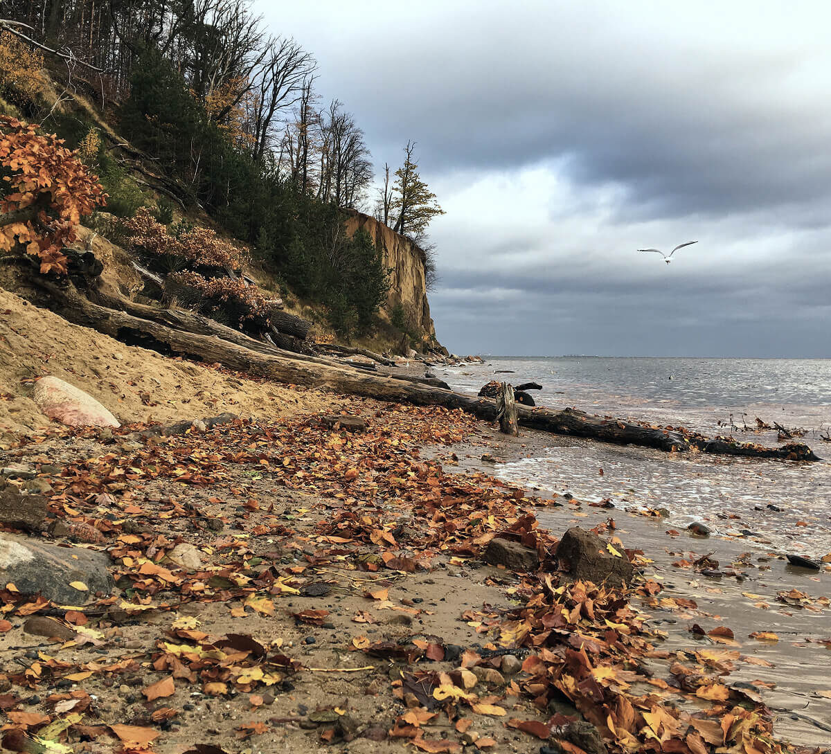 Herbstauszeit auf Rügen
