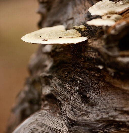 Natur pur auf Rügen