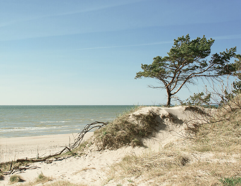 strandhotel-sylt-fruehstueck Baum an der Küste von Rügen